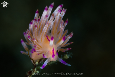 A Flabellina