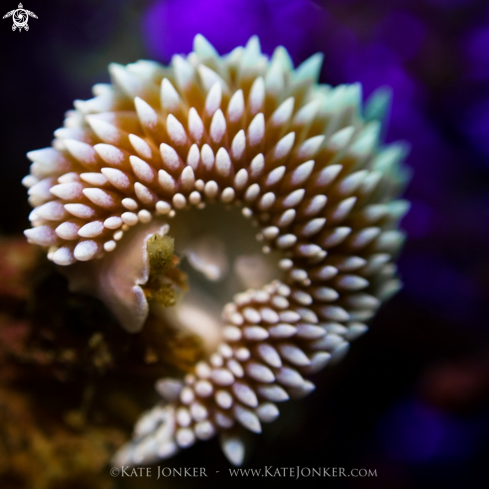 Silvertip Nudibranch