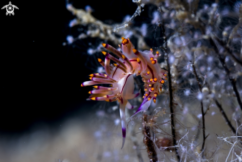 A Kas diving