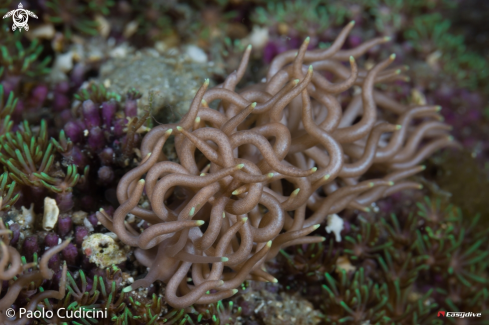 A Yellow-Tipped Phyllodesmium