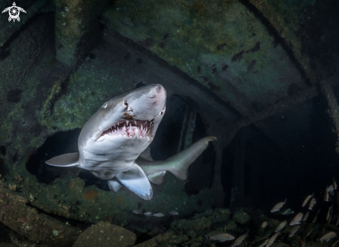 A Sand Tiger 