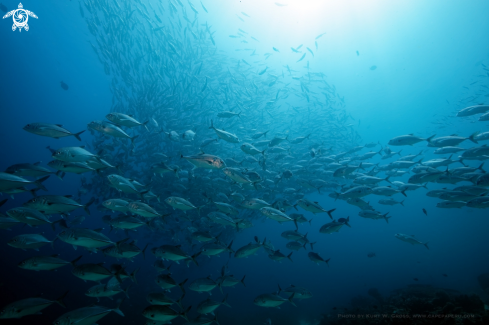 A Caranx sexfasciatus | Bigeye Makrel