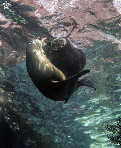 A Sea lions