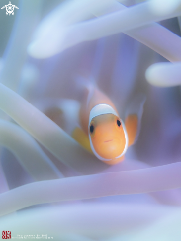 A Clownfish 