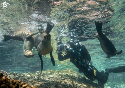 A Californian sea lions