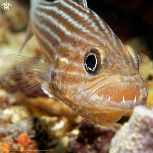 A Cheilodipterus heptazona | Cardinalfish