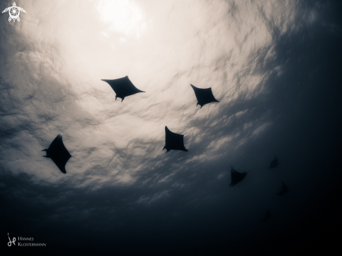 A Mobula Ray