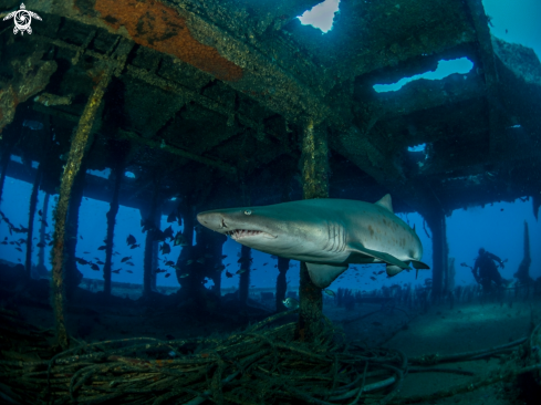 A Sand tiger