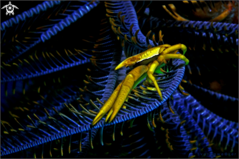 A Feather star squat lobster 