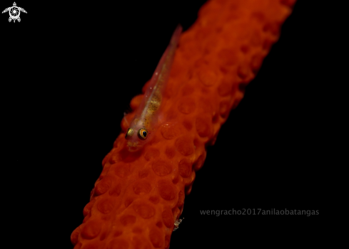 A whip coral goby