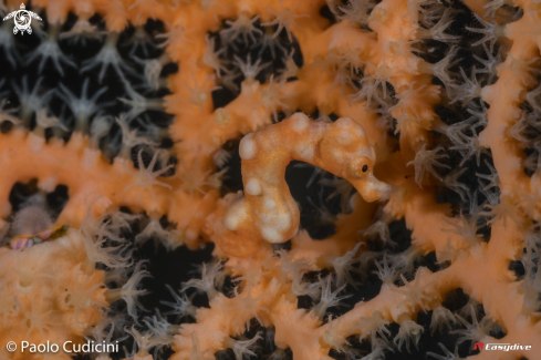 A Denise's Pygmy Seahorse