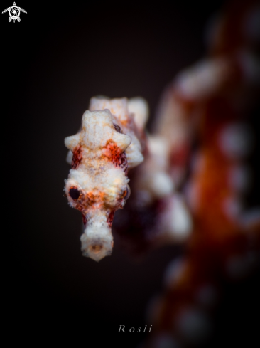 A Santa Claus Pygmy Seahorse