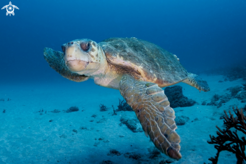 A Loggerhead Turtle