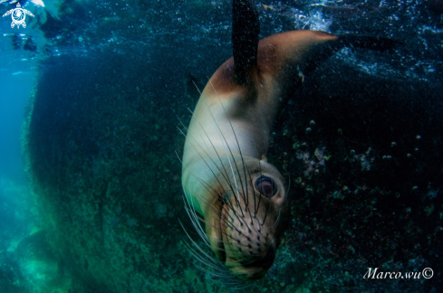 A Sea lion