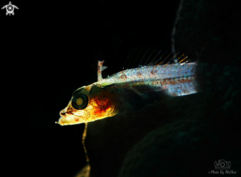 A Coral goby