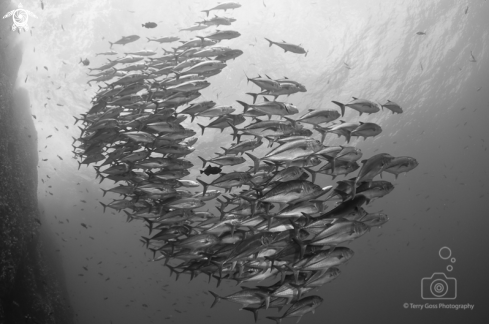 A Caranx sexfasciatus | bigeye trevally