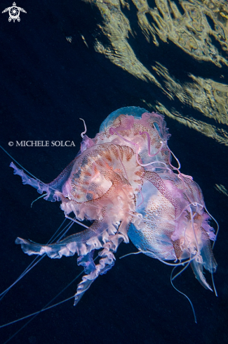 A Pelagia noctiluca | Medusa luminosa