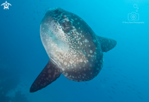 A Pacific sunfish/mola mola