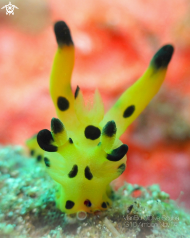 A Pikachu Nudibranch