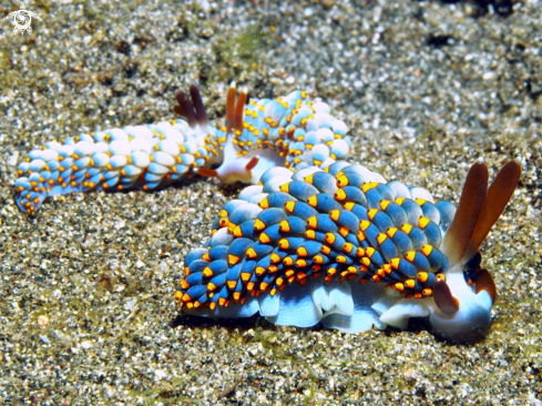 A Nudibranch