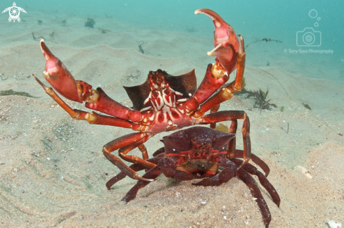 A northern kelp crab