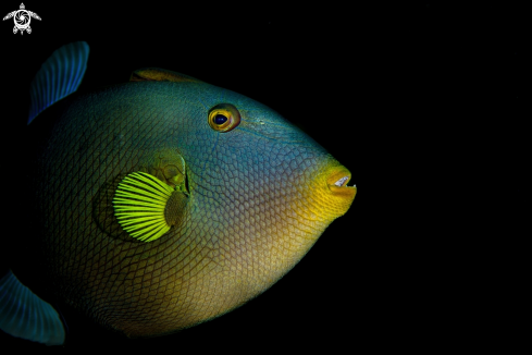 A The pinktail triggerfish