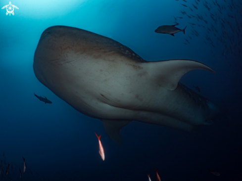 A Rhincodon typus | Whale Shark