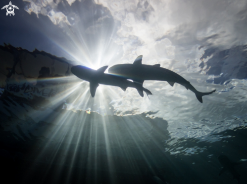 A Blacktip Sharks