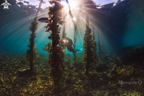 A Ocean and diver 