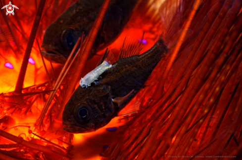 A Siphamia tubifer | Tubed Siphonfish on a Fire Urchin