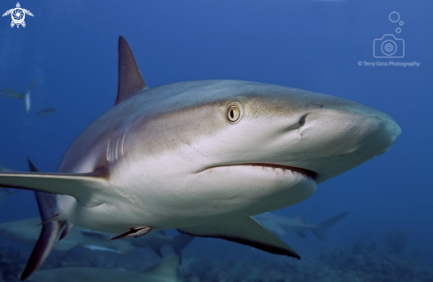 A Caribbean reef shark