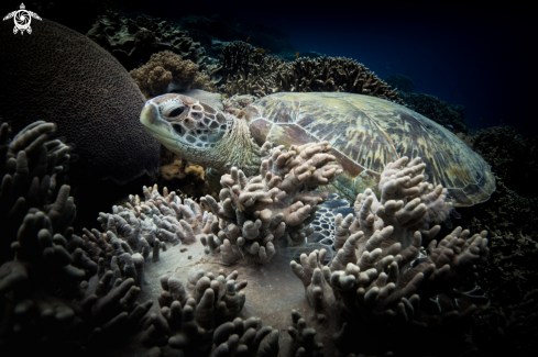 A Sea Turtle