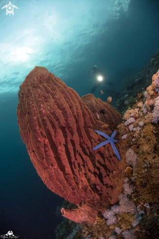 A Soft coral barrel