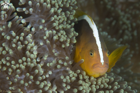 A Anemone fish