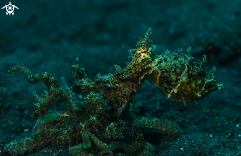 A Hairy octopus