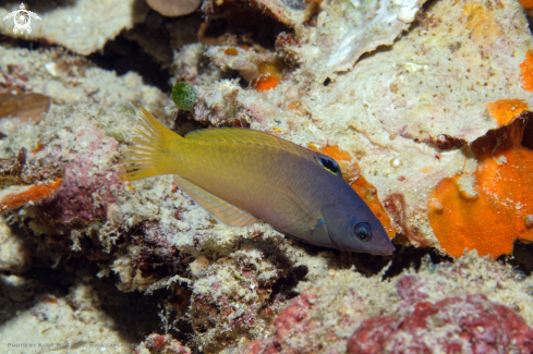 A Wrasse