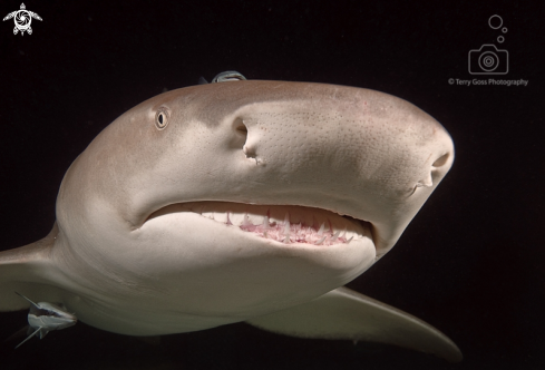 A lemon shark