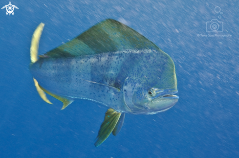 A Coryphaena hippurus | dorado/mahi mahi/common dolphinfish