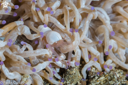A Egg Shell Shrimp