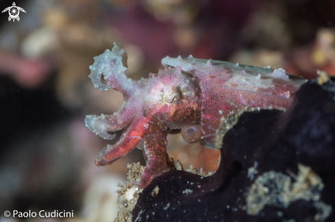 A Pygmy Cuttlefish