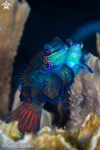 A Mandarin Fish