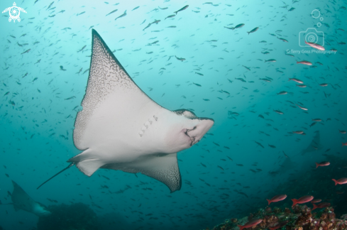 A Aetobatus narinari | spotted eagle ray