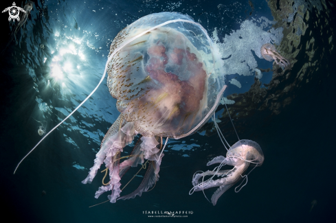 A Pelagia noctiluca | Jellyfish