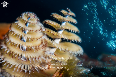 A Spirobranchus giganteus | Xmas Double Exposure