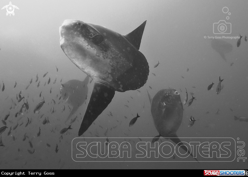 A Pacific sunfish/mola mola