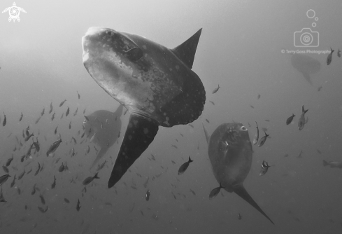 A Pacific sunfish/mola mola