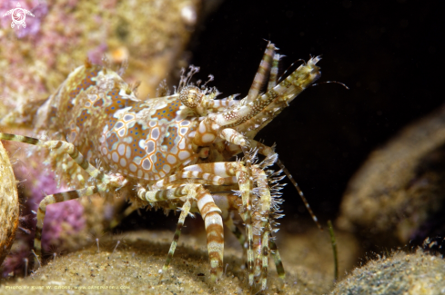 A Marble Shrimp