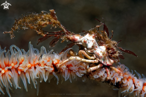 A Xenocarcinus tuberculatus | Mickey mouse shrimp