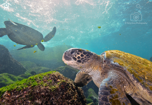 A Chelonia mydas | green sea turtle