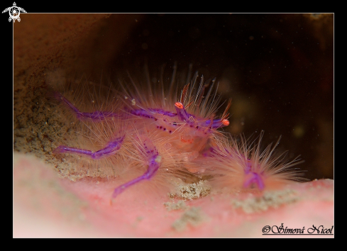 A Hairy squot  lobster crab